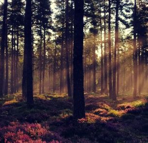 1589884916 General Forestry Image 1 808X455 (1)