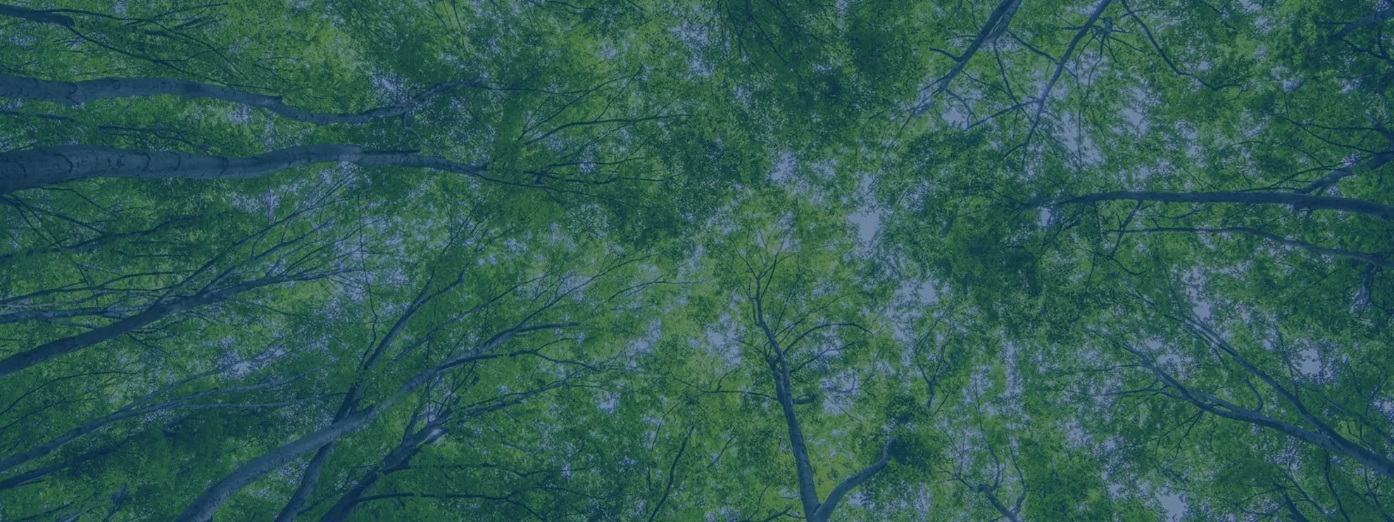 Website Cover 13