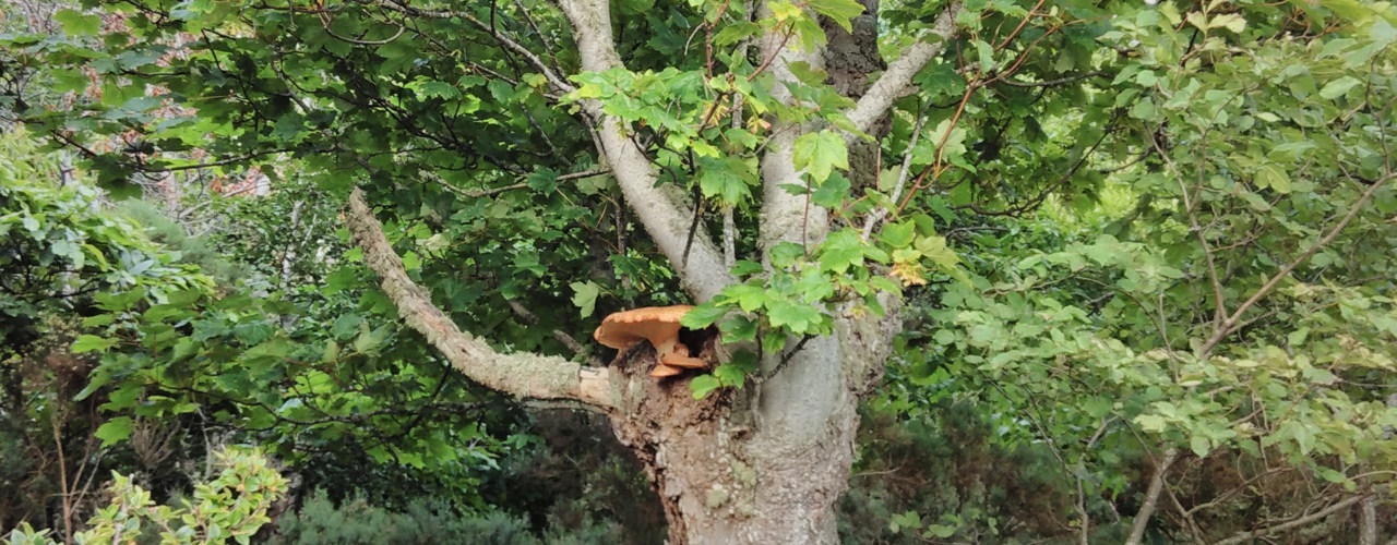 Tree Surveys