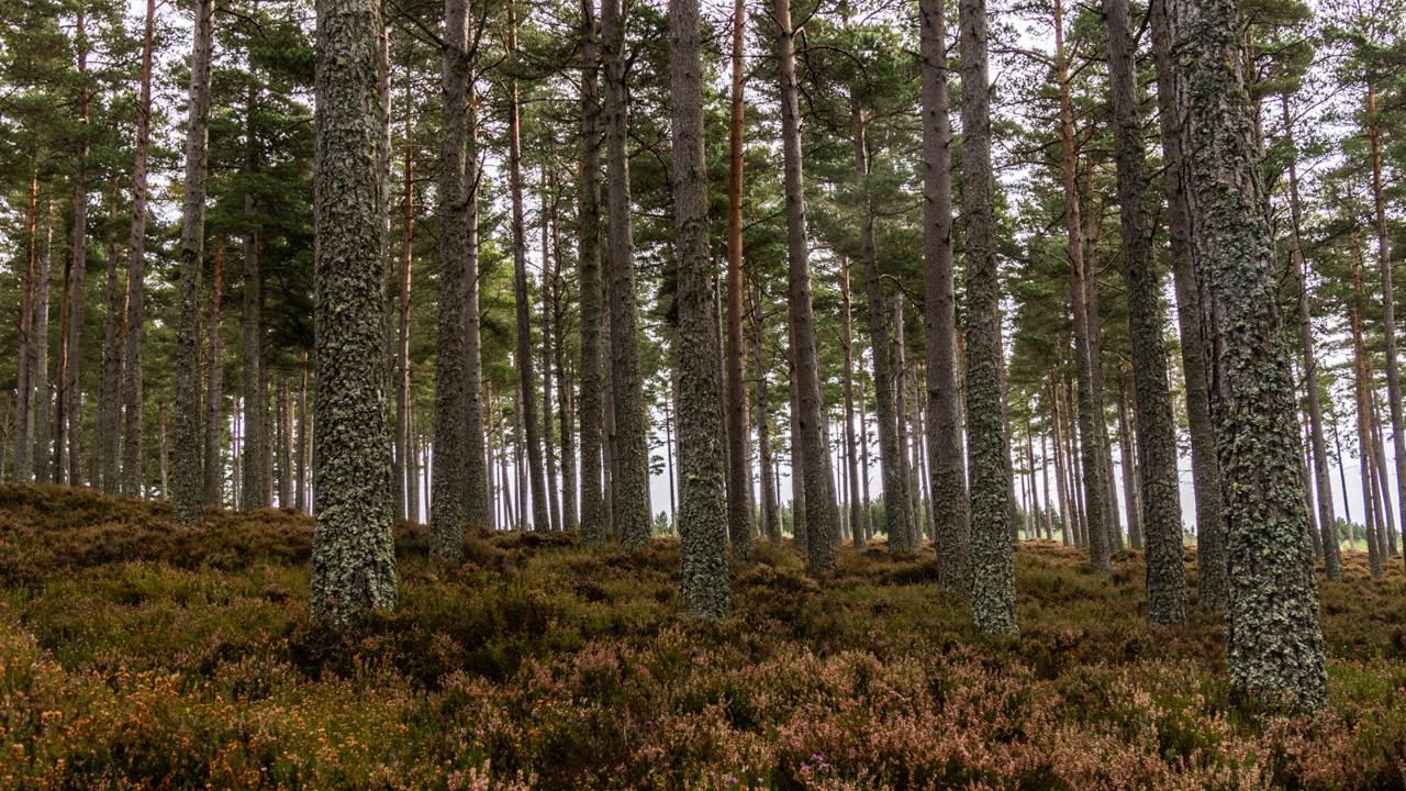 Commercial Woodland 1