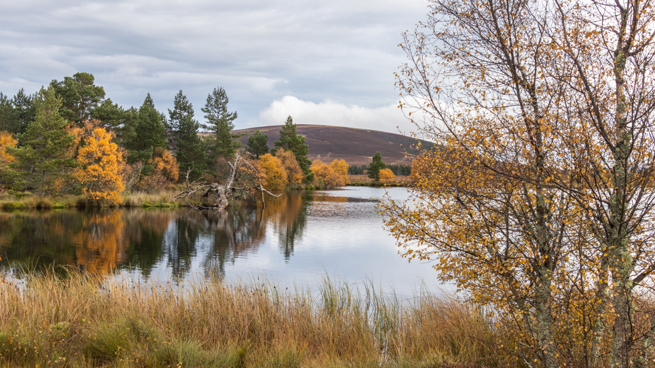 Black Loch 1