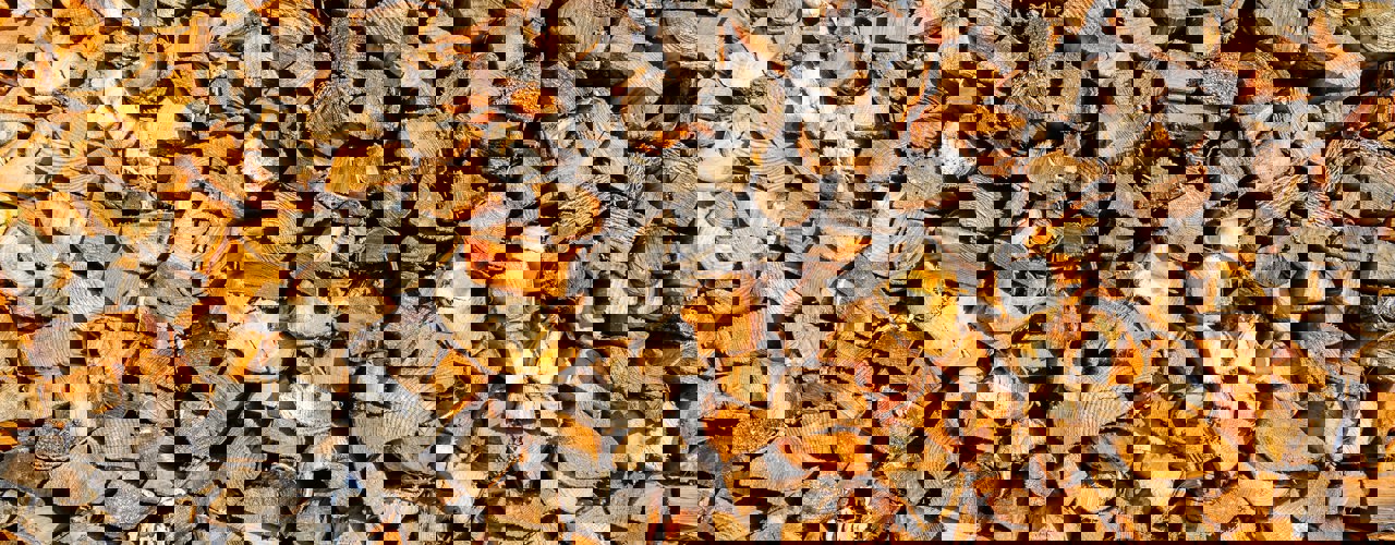 Alexander Schimmeck N3tp3pq092s Unsplash